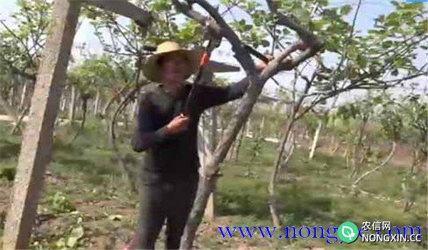 猕猴桃树幼龄树阶段如何剪枝
