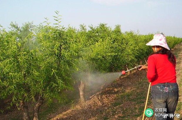 枣树如何喷施植物生长调节剂和微量元素