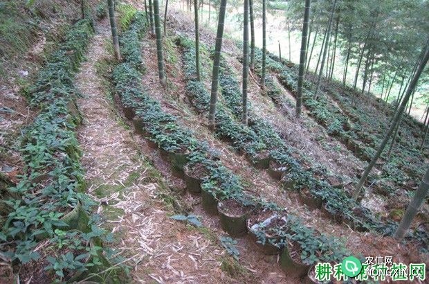 散生型笋用竹种植：幼竹期如何管理