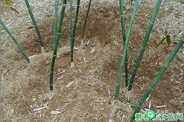 散生型笋用竹种植：幼竹期如何管理