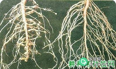 种棉花如何防治棉花肾形线虫病