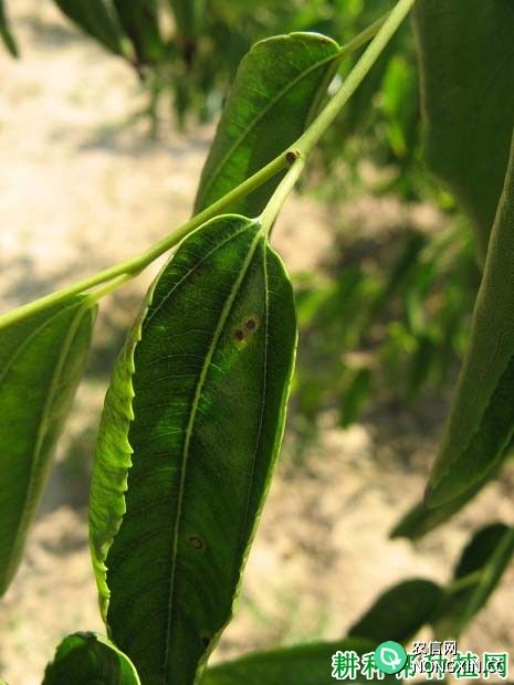种枣树如何防治枣叶黑斑病