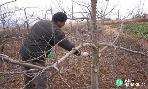 苹果树病虫害的农业防治方法