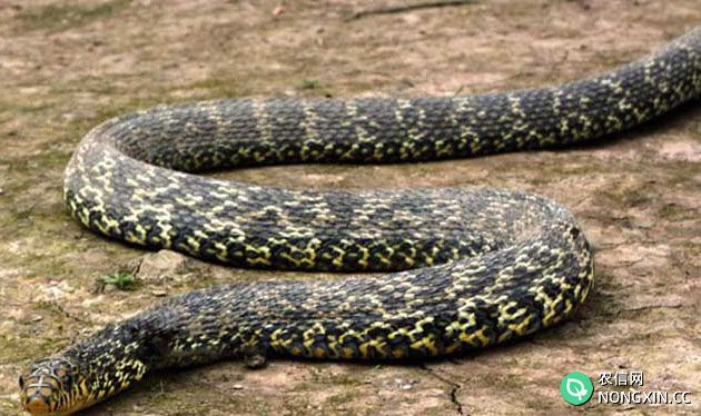 大王蛇能长多大？