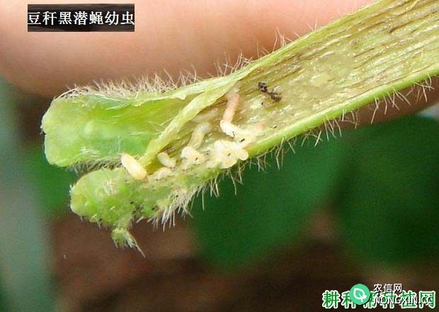 种豌豆如何防治豆秆黑潜蝇