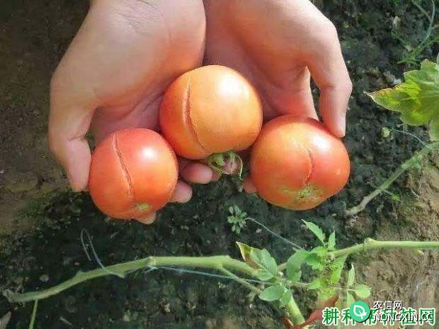 番茄裂果种类介绍