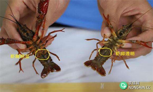 小龙虾亲虾雌雄鉴别