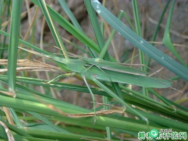 种植水稻如何防治中华蚱蜢