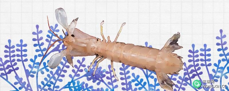 皮皮虾是海虾还是河虾，怎么养殖