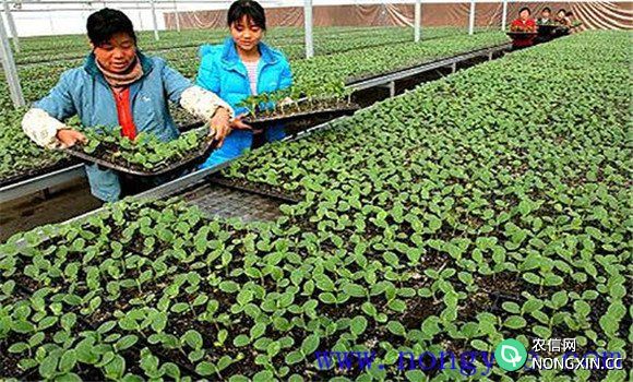网纹甜瓜的播种育苗方法