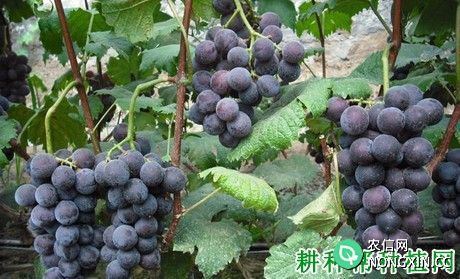紫金早生葡萄品种好不好