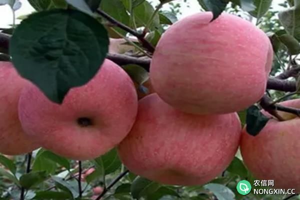 适宜种植苹果的自然条件