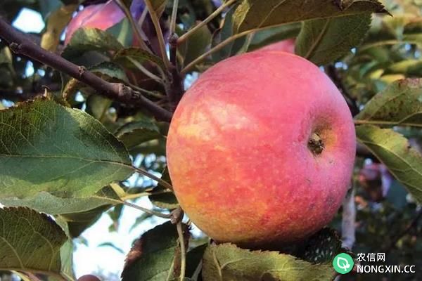 中国种植苹果的历史