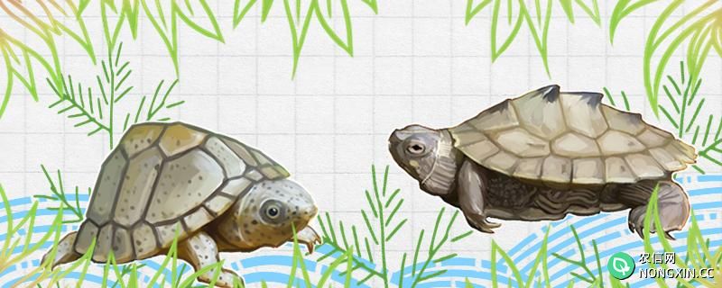 剃刀龟可以和热带鱼混养吗，可以和乌龟混养吗
