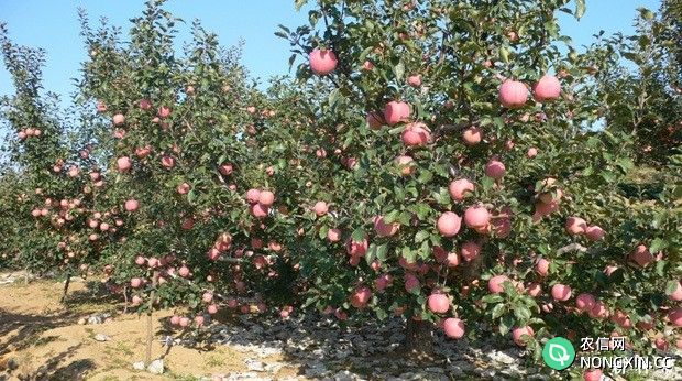 苹果果实生长发育需要什么养分