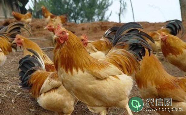 海南名鸡：文昌鸡，有400年历史的地方鸡种