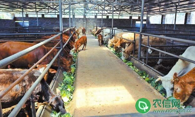 肉牛养殖场的五大类型，建肉牛养殖场必看