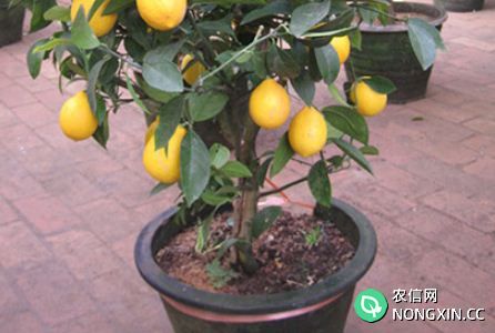盆栽柠檬树怎么养