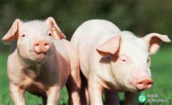 养猪户春季应该防疫哪些疾病
