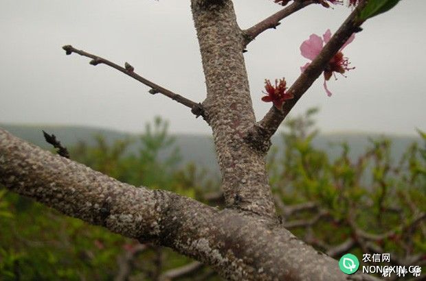 桃树蚧壳虫如何防治附图片