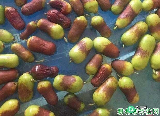 种枣树如何防治枣黑腐病