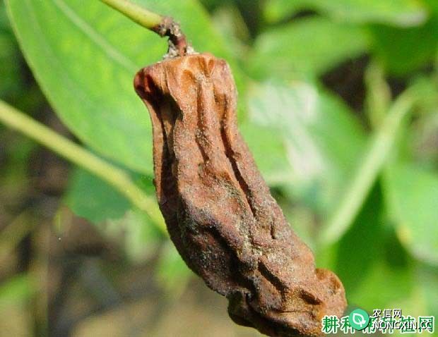 种枣树如何防治枣黑腐病