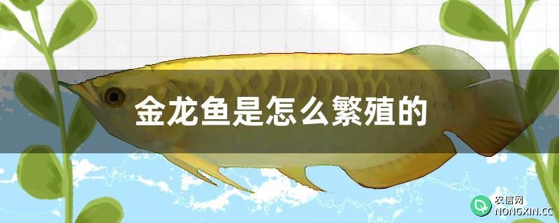 金龙鱼是怎么繁殖的