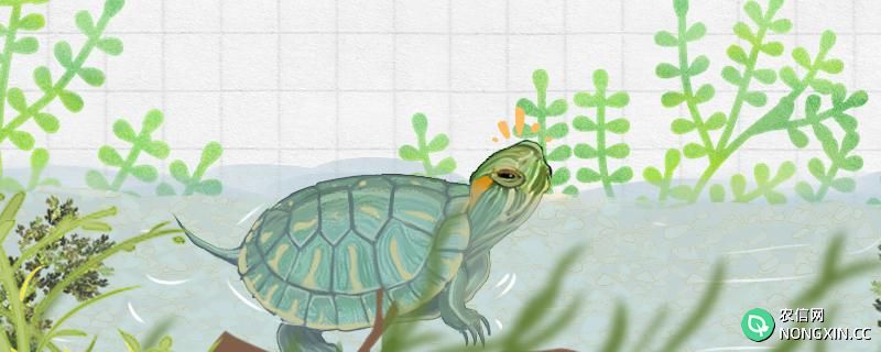 巴西龟是深水龟还是浅水龟，怎么养合适