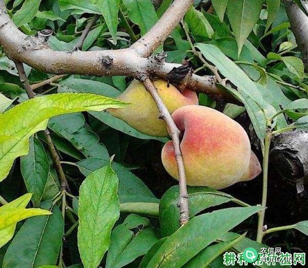 如何预防桃树单性结实