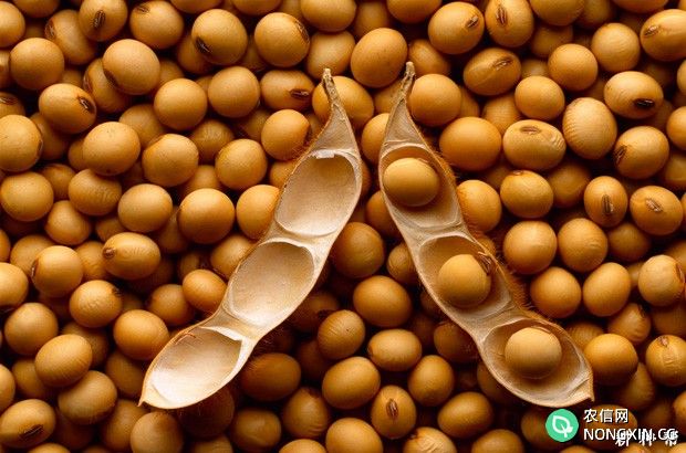 夏大豆怎样种植能高产