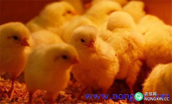 雏鸡饲养的适宜温度是多少 如何养好雏鸡