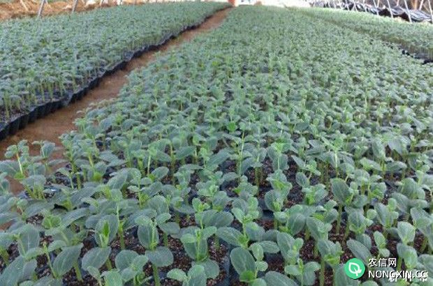 西瓜育苗技术：西瓜什么时候播种