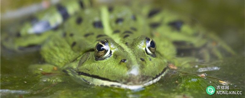 青蛙是益虫吗，对人类有好处吗