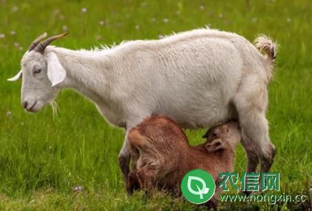 母羊不同时期的饲料配方