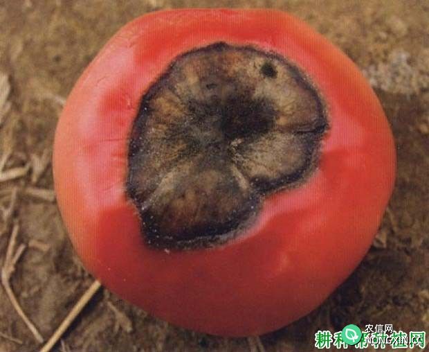 番茄脐腐病是原因造成 番茄脐腐病怎么防治