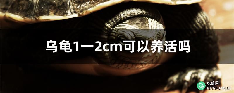 乌龟1一2cm可以养活吗