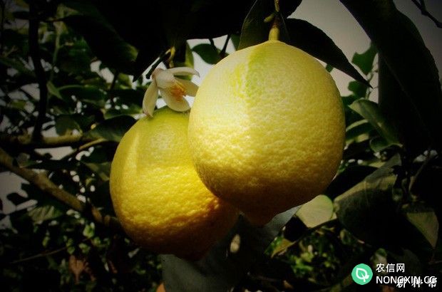 柠檬的采收标准是什么