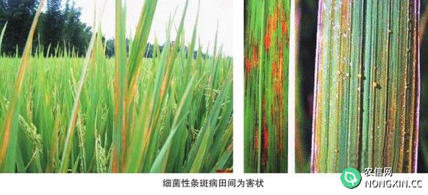 水稻细菌性褐斑病如何防治水稻细菌性褐斑病用什么药