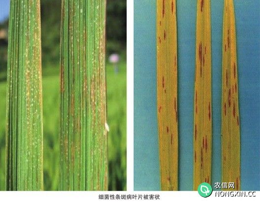 水稻细菌性褐斑病如何防治水稻细菌性褐斑病用什么药