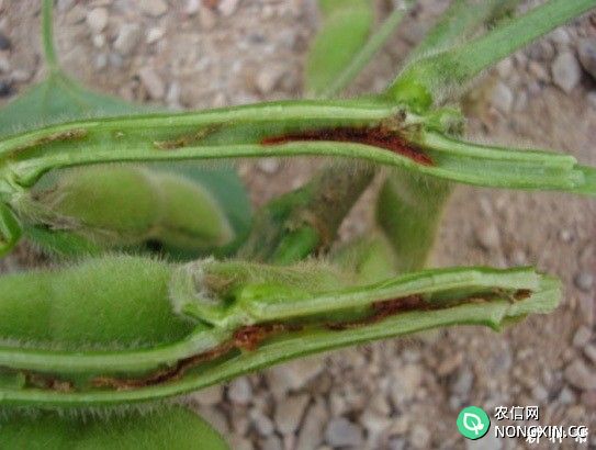大豆豆秆黑潜蝇怎样防治