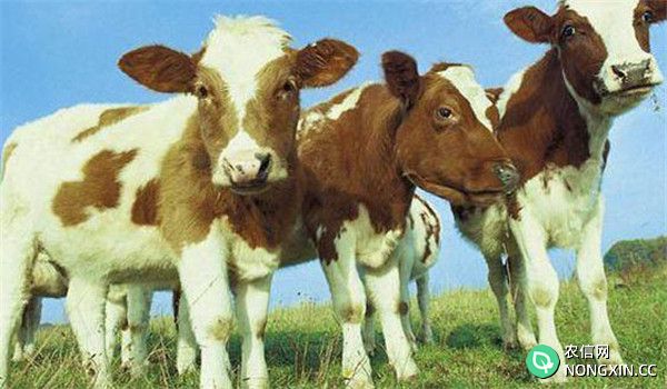 影响母牛按时配种妊娠的因素