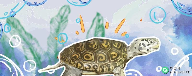 大花钻纹龟和小花钻的区别在哪，钻纹龟怎么才能养好