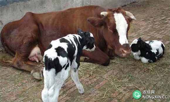 奶牛繁殖要善于应用繁殖技术