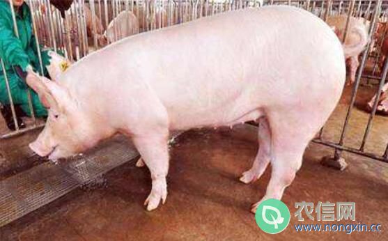 后备母猪配种时人工授精操作流程