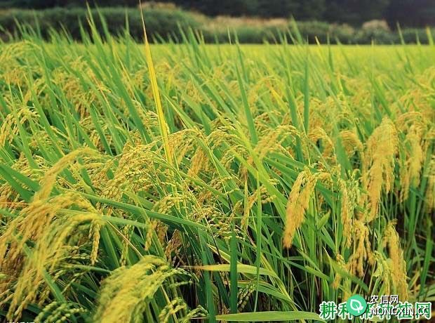 水稻为什么要划分生长发育阶段