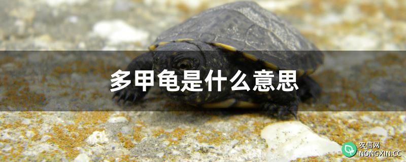 多甲龟是什么意思