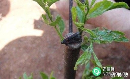枣树怎么防治枣粘虫附图片