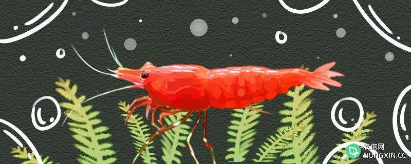 极火虾和樱花虾会繁殖吗，怎么繁殖