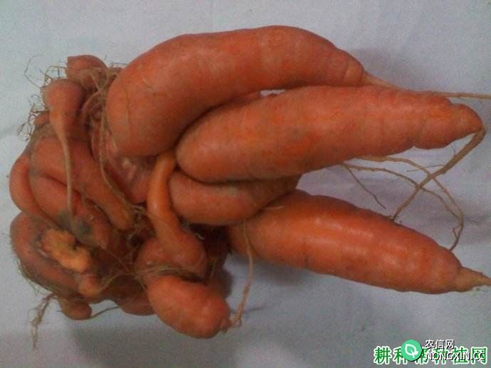胡萝卜畸形根产生的原因是什么 如何防止