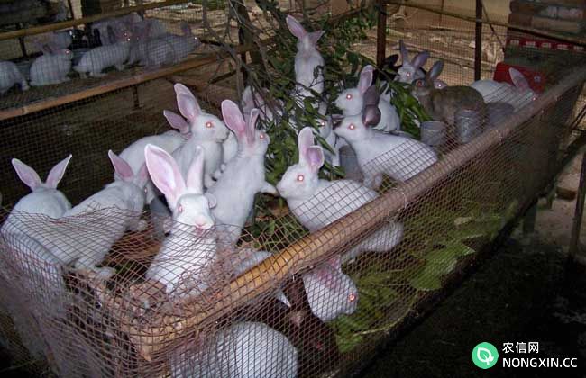 兔子疾病防治